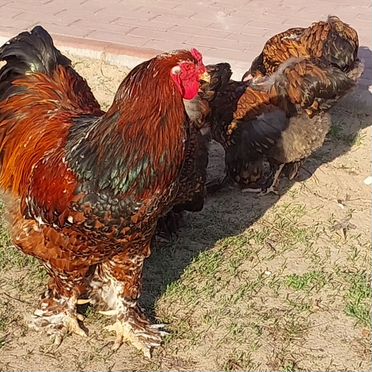 Инкубационное яйцо Брама